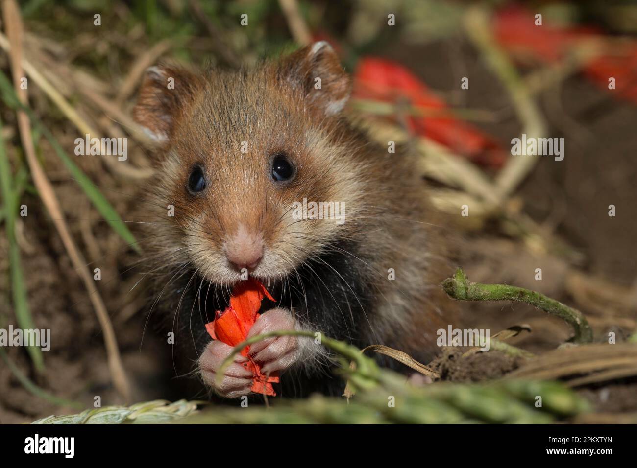 Hamster européen (Cricetus cricetus), juvénile, mangeant des pétales de pavot, Europe Banque D'Images