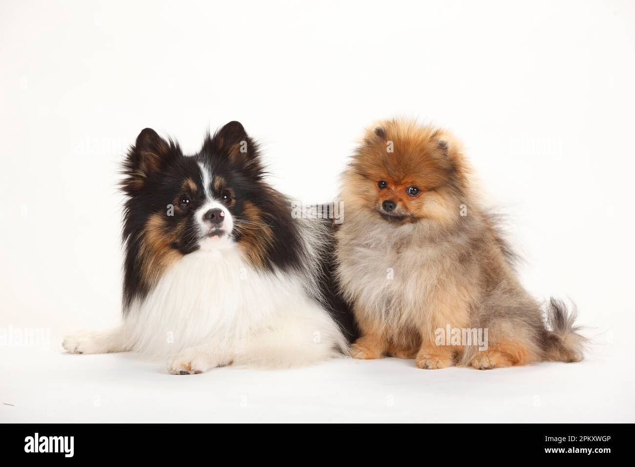 Domestic dog german spitz adult Banque de photographies et d'images à haute  résolution - Alamy
