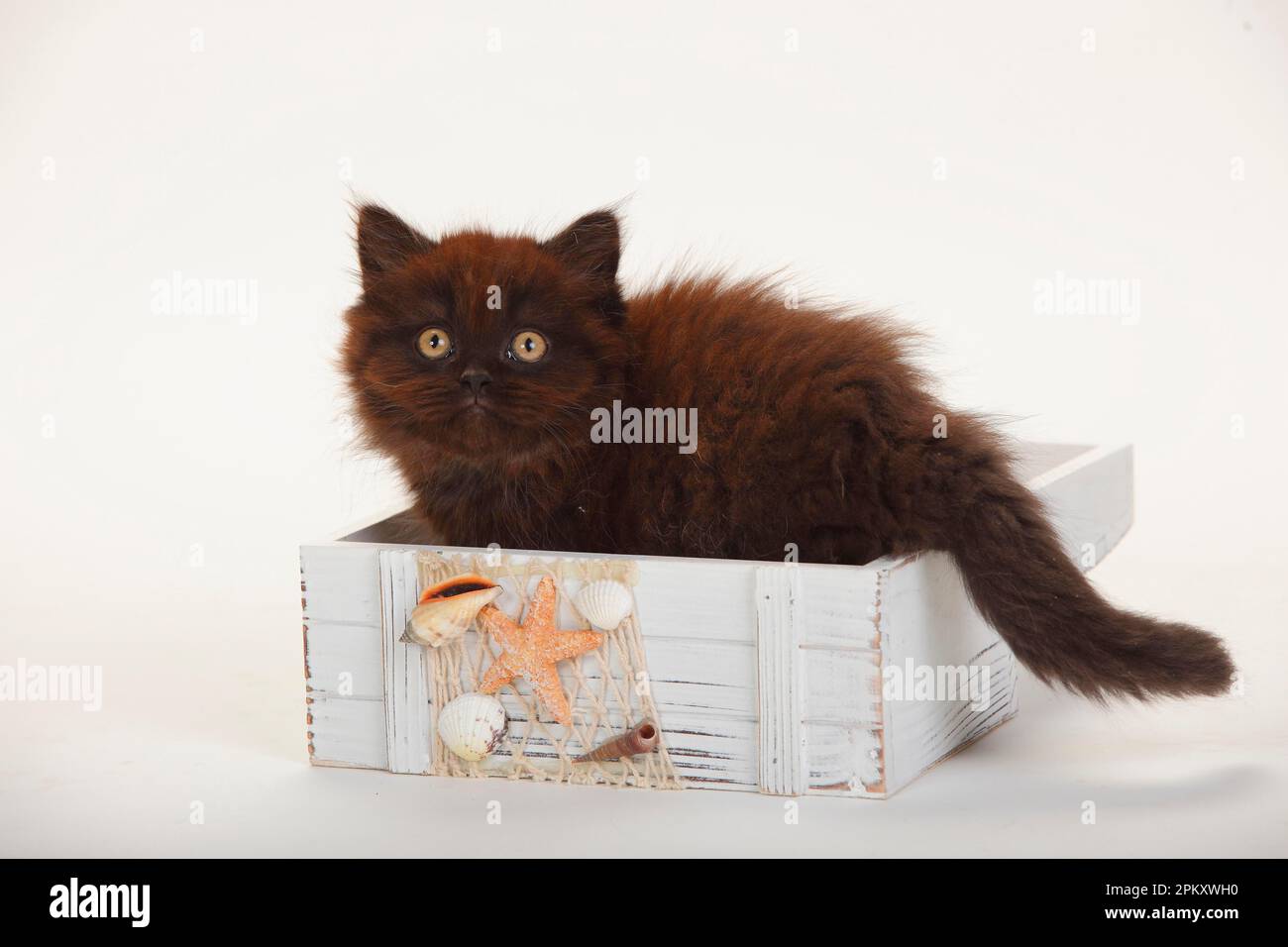 British Longhair, chaton, 9 semaines, noir Banque D'Images