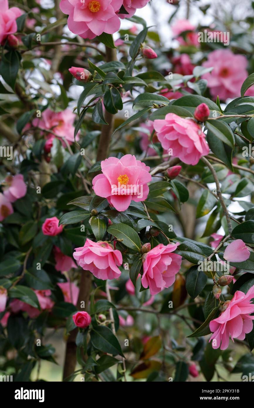 Camellia x williamsii 'Daintiness' fleurs. Banque D'Images
