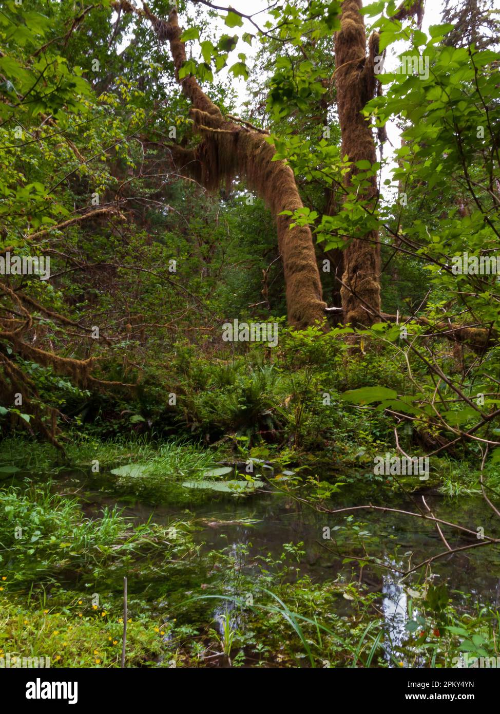 étang et arbres couverts de mousse dans la forêt pluviale tempérée de Hoh., Parc national olympique, État de Washington, États-Unis Banque D'Images
