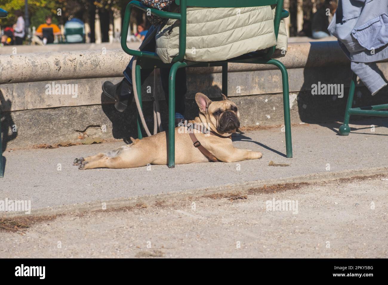 Bulldog français se prélassant au soleil sous une chaise verte, donnant un regard curieux à la caméra - un moment parfait de détente et de joie dans le soleil d'été Banque D'Images