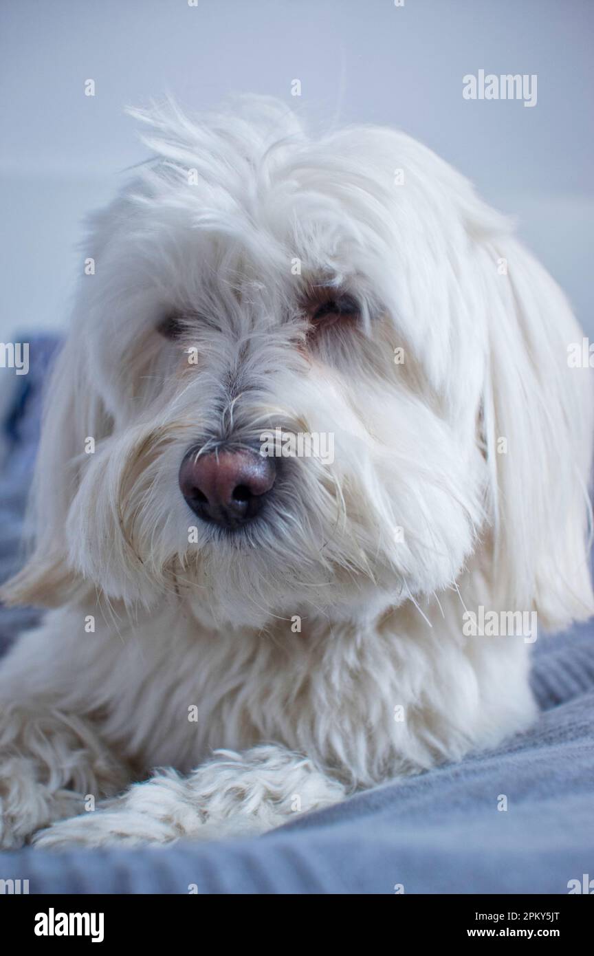 Gros plan d'un joli chien Havanais. Banque D'Images