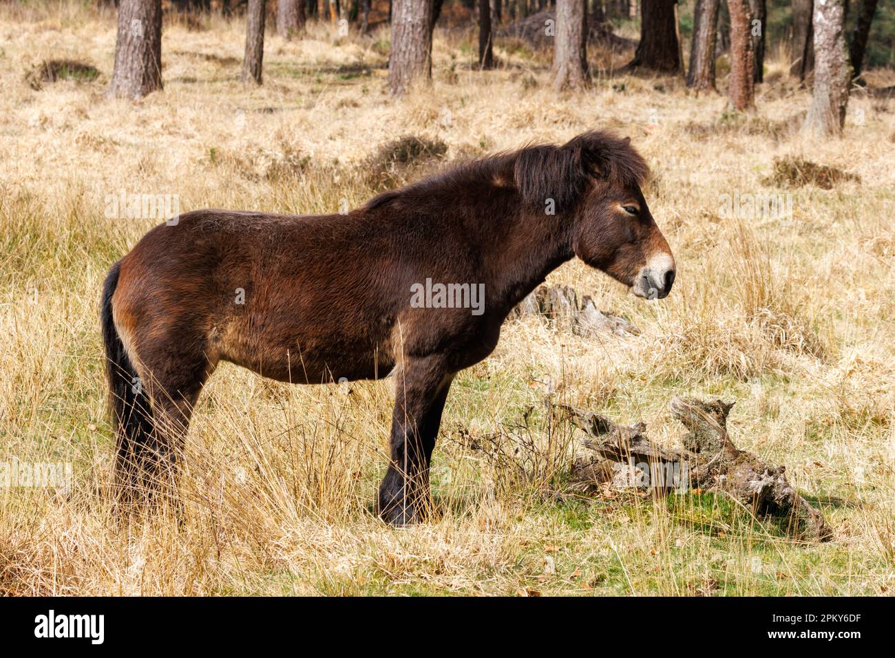 Exmoor Pony, Sussex, Royaume-Uni Banque D'Images