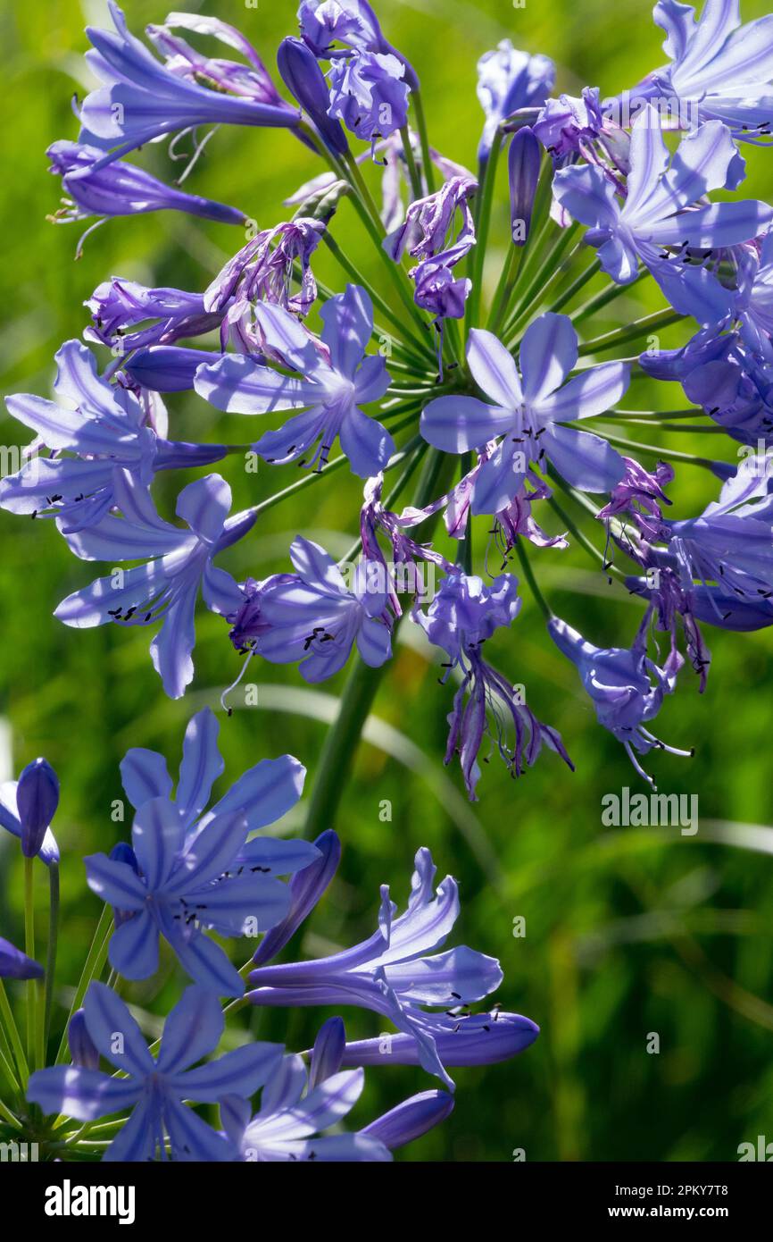 Lys bleus africains, Bleu, Agapanthus africanus, Lys du Nil, Fleur Banque D'Images