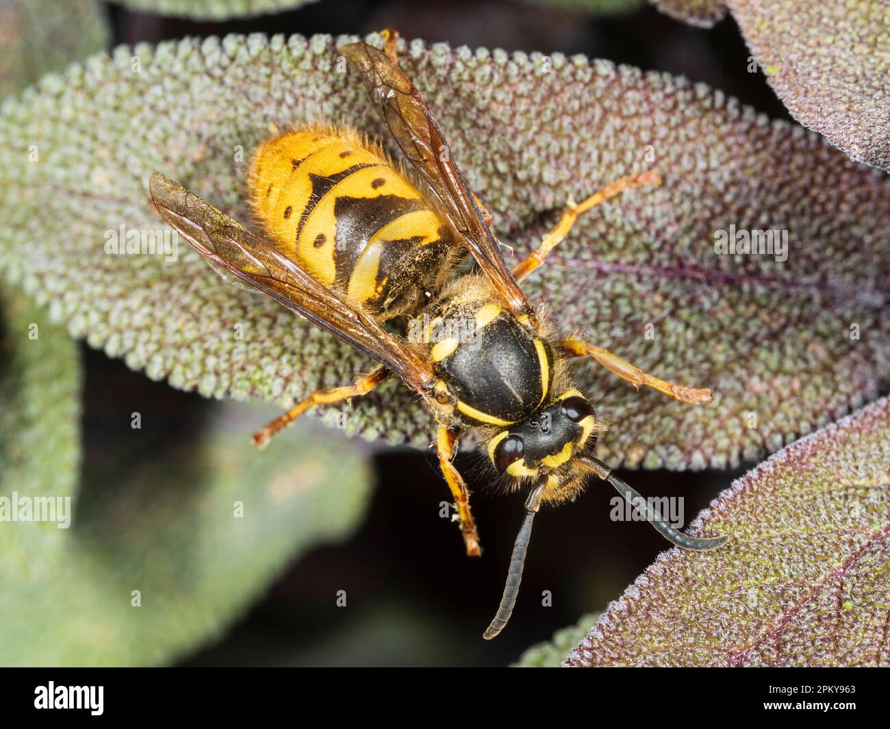 Grand guêpe, Vespula vulgaris, sur le feuillage printanier de sauge pourpre, Salvia officinalis 'Purpurescens' Banque D'Images