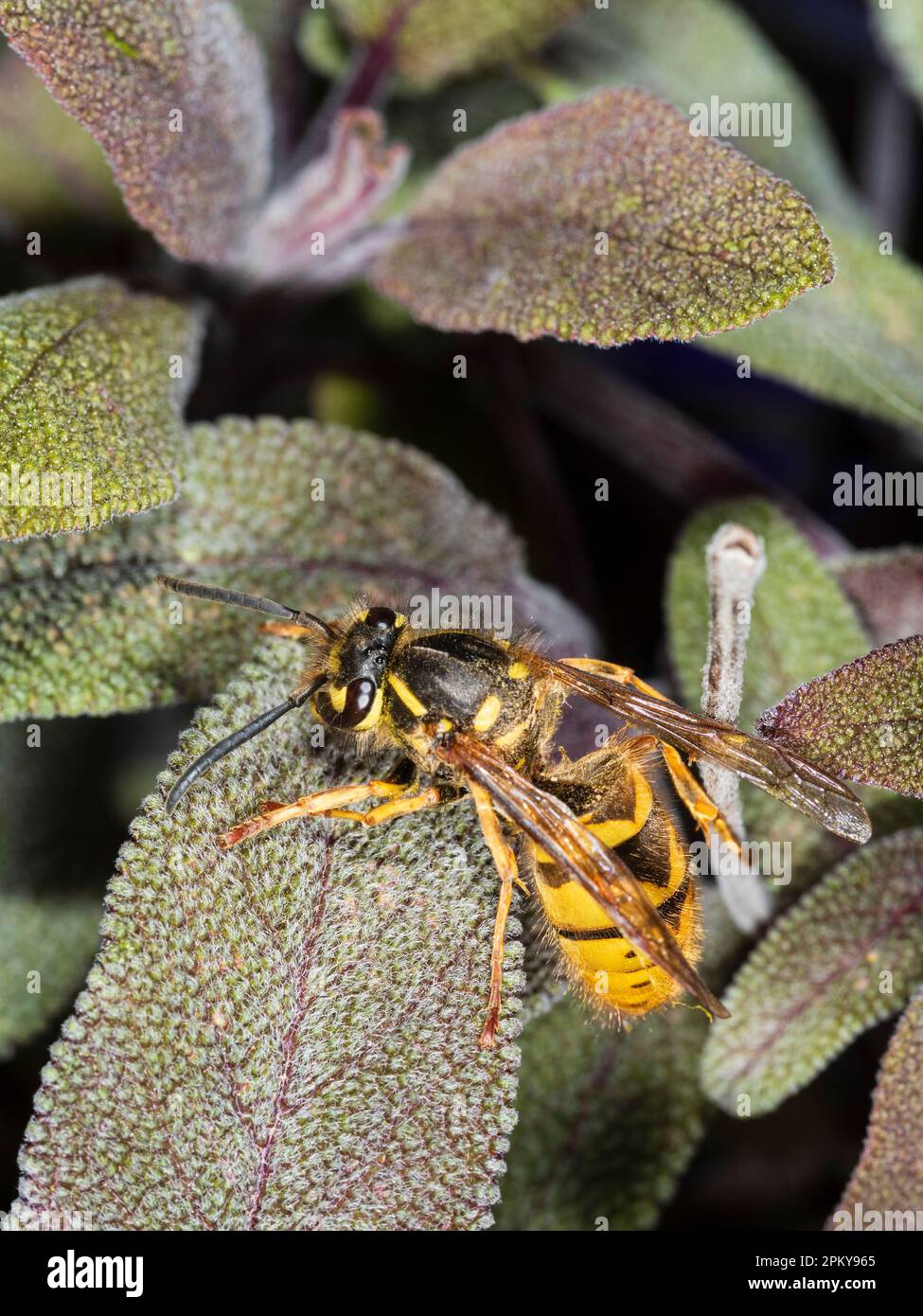 Grand guêpe, Vespula vulgaris, sur le feuillage printanier de sauge pourpre, Salvia officinalis 'Purpurescens' Banque D'Images