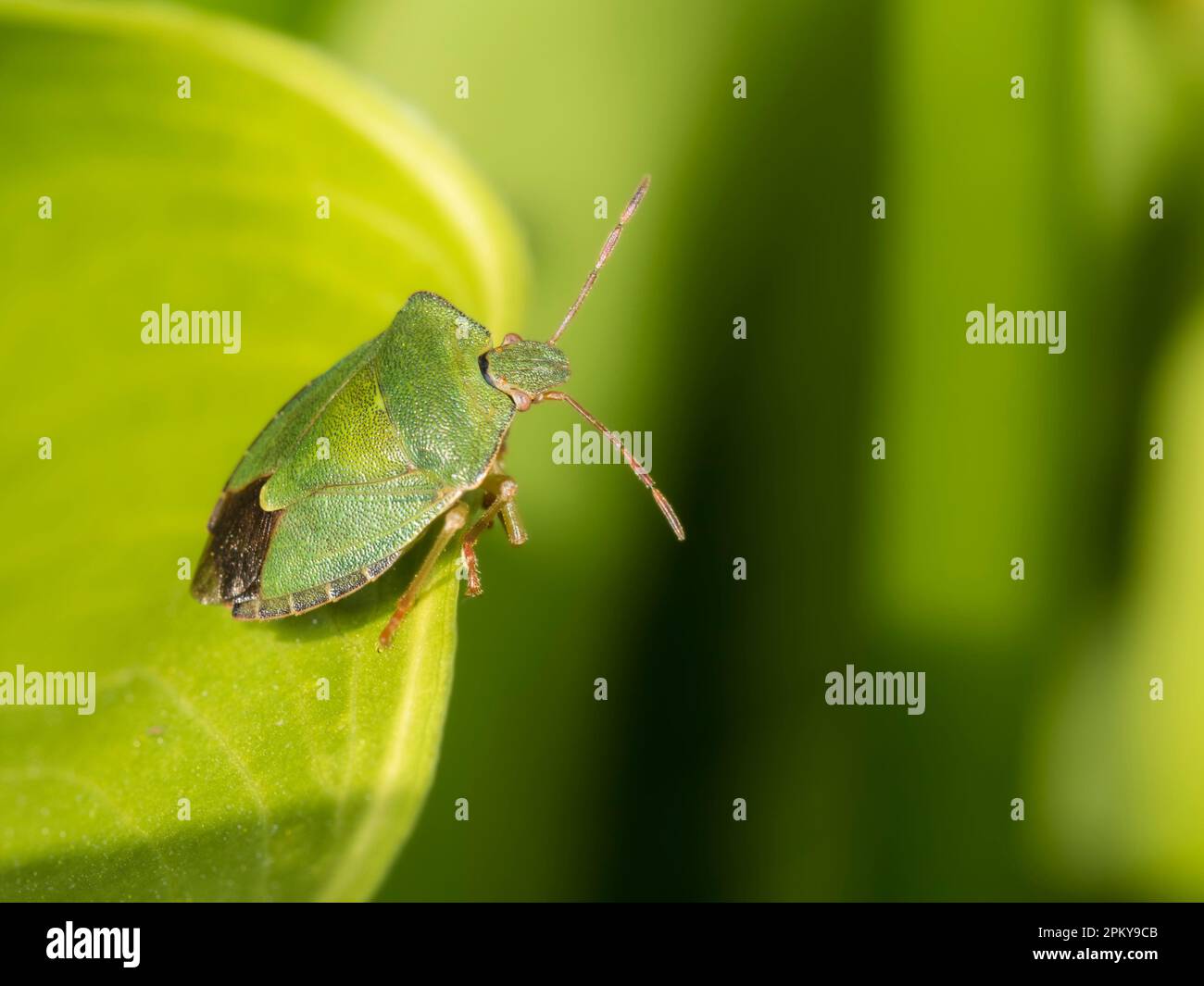 Insecte de protection commun adulte vert, Palomena prasina, originaire du Royaume-Uni, que l'on trouve couramment dans les jardins Banque D'Images