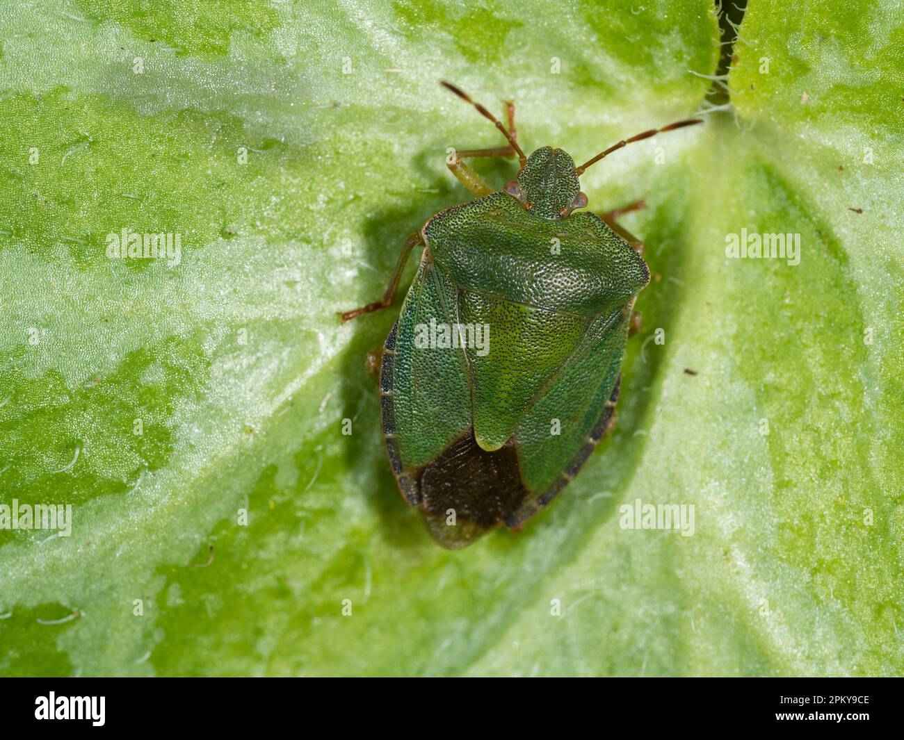Insecte de protection commun adulte vert, Palomena prasina, originaire du Royaume-Uni, que l'on trouve couramment dans les jardins Banque D'Images