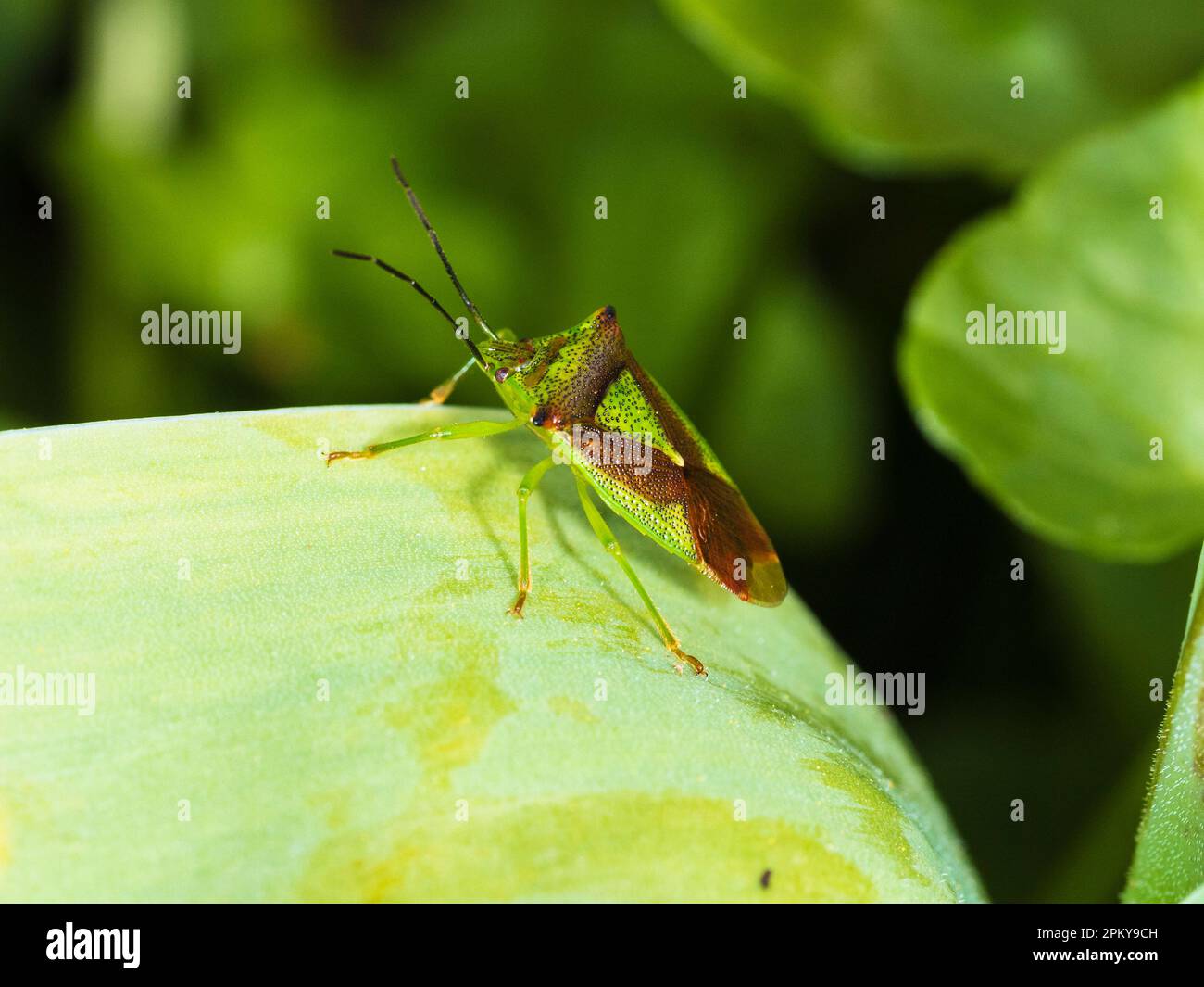 Coloration adulte verte et brune de la punaise de l'aubépine indigène du Royaume-Uni, Acanthosoma haemorrhoidale Banque D'Images