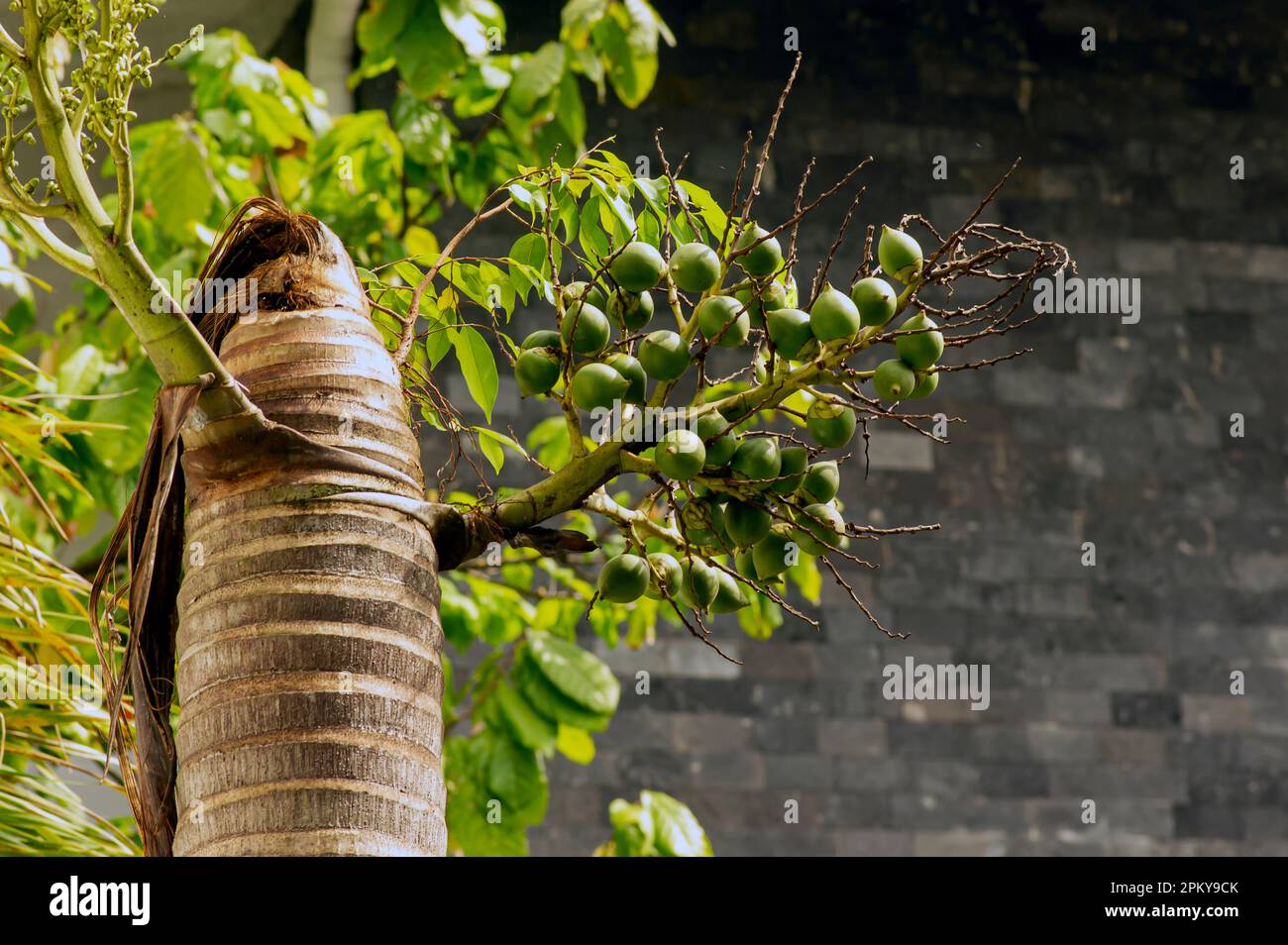 Fruits de palme à noix d'arec, noix de bétel, paume de bétel (Areca catechu) accrochée à son arbre Banque D'Images