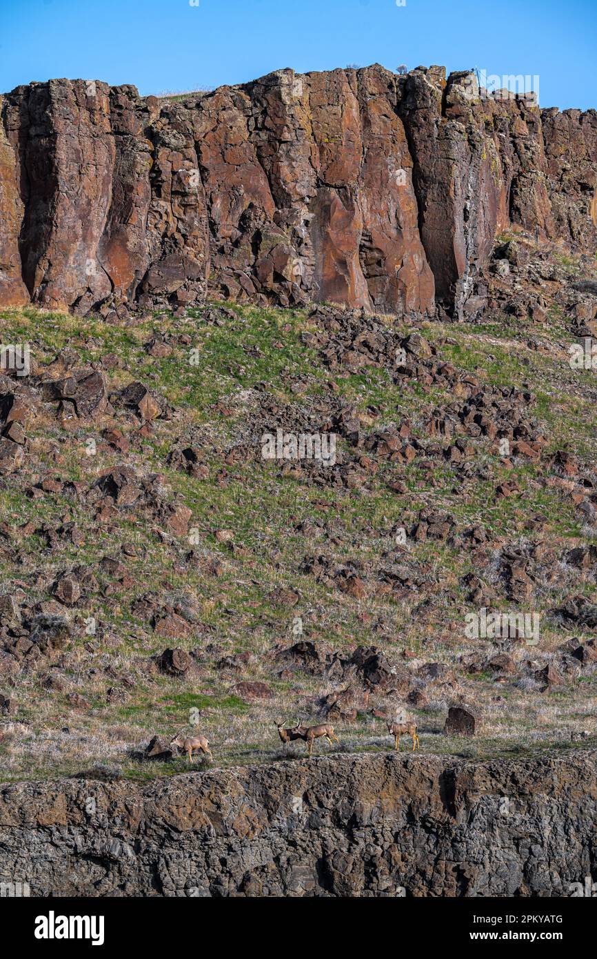 Mule Deers (Odocoileus hemionus) paître sur une falaise Banque D'Images