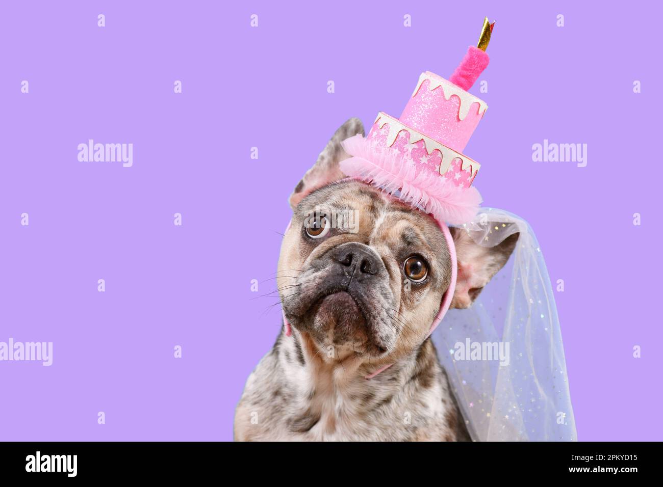 Drôle de chien Bulldog français avec anniversaire fête gâteau chapeau sur fond violet avec espace de copie Banque D'Images Drôle de chien Bulldog français avec anniversaire fête gâteau chapeau sur fond violet avec espace de copie Banque D'Images