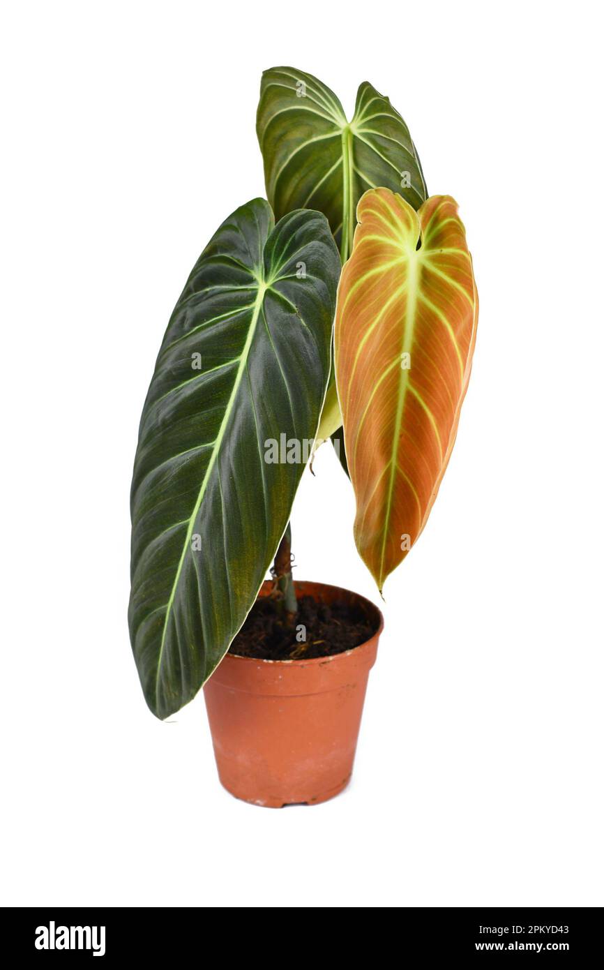 Plante-maison tropicale 'Philodendron Melanochrysum' avec une nouvelle feuille dorée dans un pot de fleurs sur fond blanc Banque D'Images