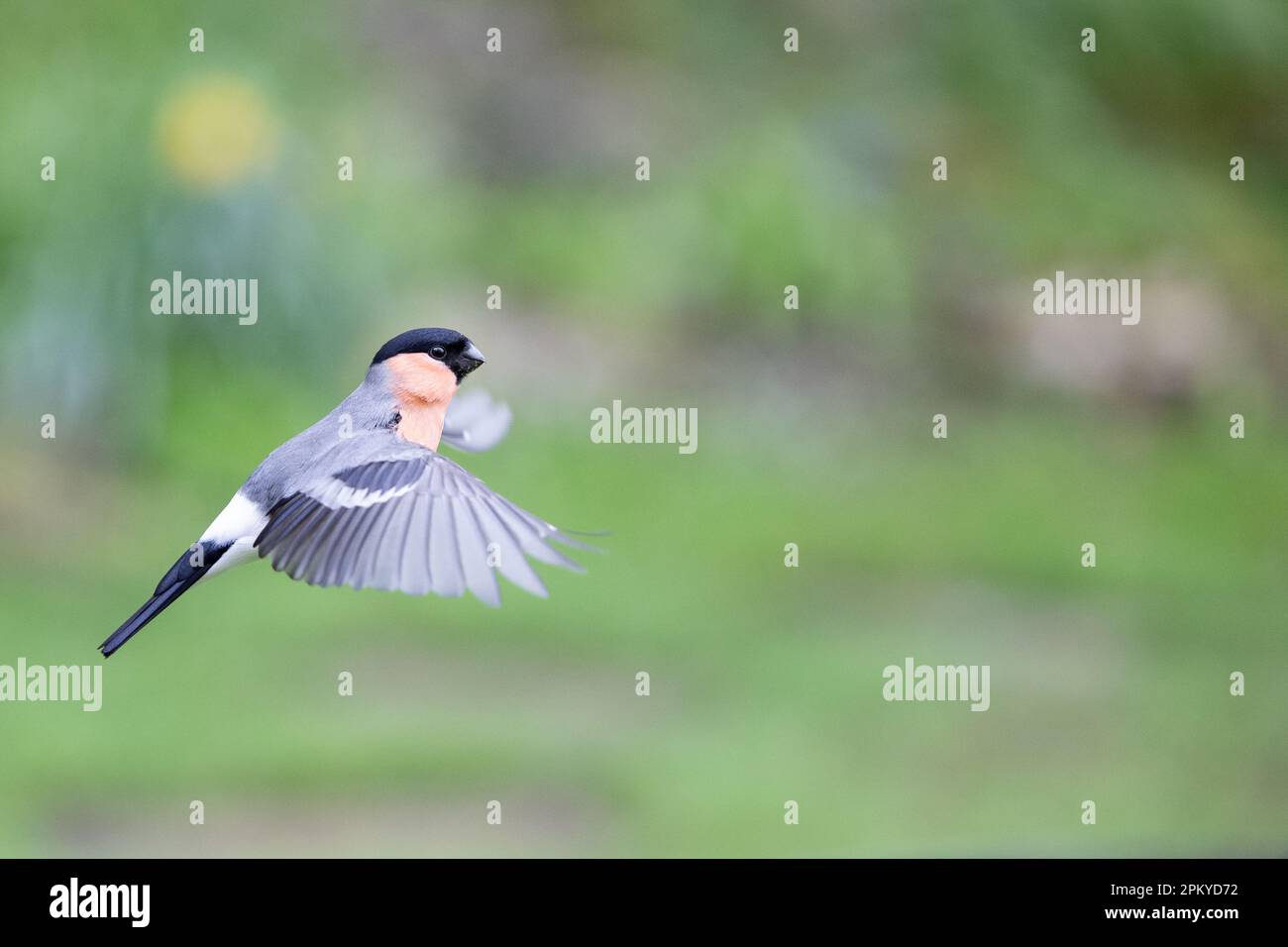 Bullfinch eurasien mâle (Pyrrhula pyrrhula) en vol - Yorkshire, Royaume-Uni (avril 2023) Banque D'Images