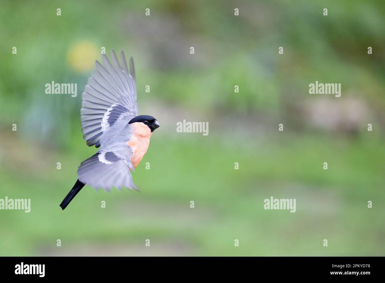 Bullfinch eurasien mâle (Pyrrhula pyrrhula) en vol - Yorkshire, Royaume-Uni (avril 2023) Banque D'Images