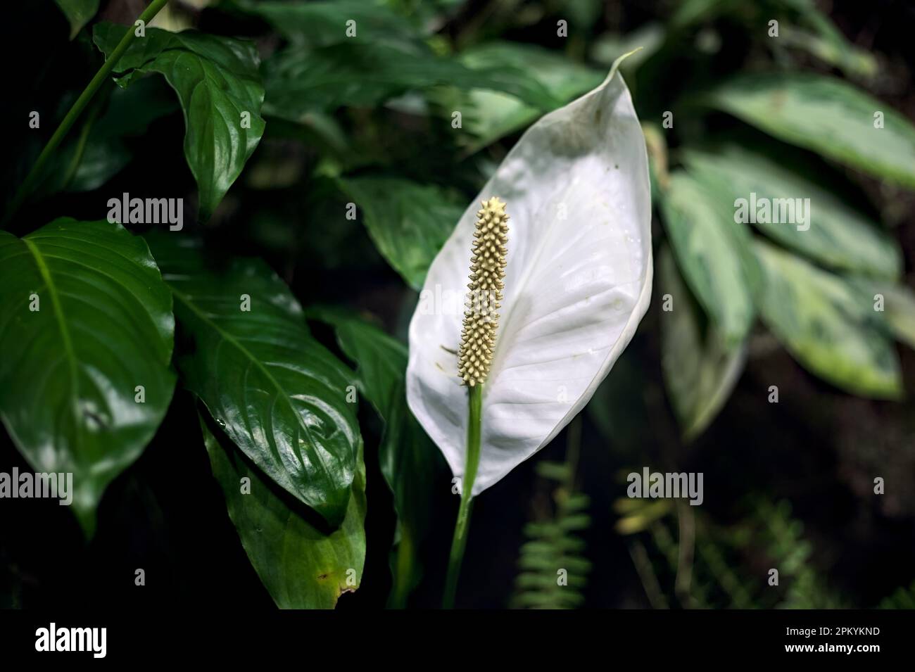 Spathiphyllum vu de près Banque D'Images