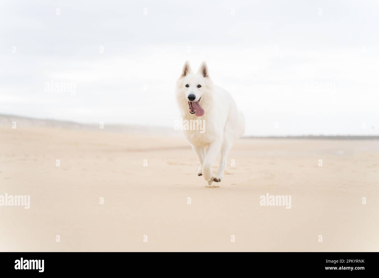 Adorable chien de berger blanc moelleux avec la langue sur la plage de sable pendant les vacances d'été dans le Vieux Boucau les bains Banque D'Images