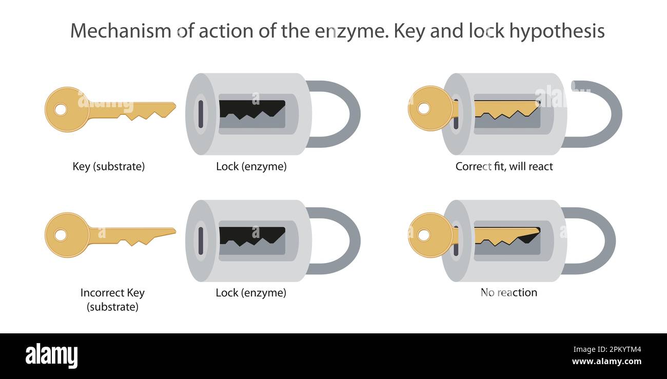 Mécanisme d'action de l'enzyme. Hypothèse de clé et de verrouillage Banque D'Images