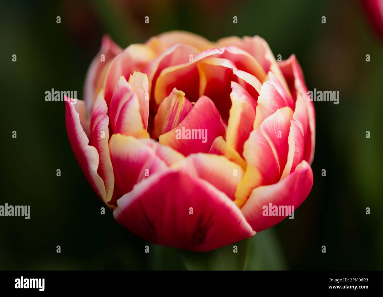 Gros plan macro photographie des pétales varigés d'une tête de tulipe rouge et jaune Banque D'Images Gros plan macro photographie des pétales varigés d'une tête de tulipe rouge et jaune Banque D'Images
