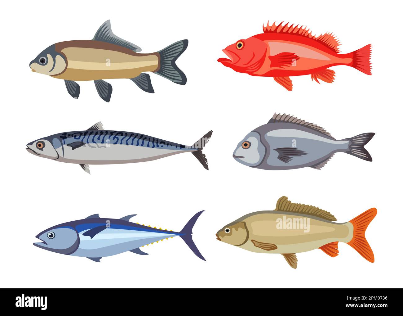 Poisson Type Rondelle Poissons d'eau douce de différents types dessin animé ensemble d ...