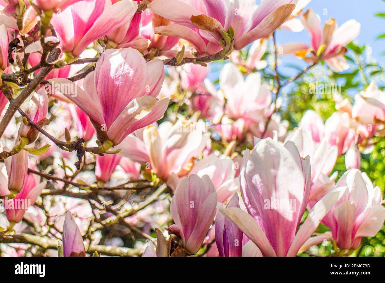 Plusieurs fleurs d'un magnolia (Magnolia × soulangeana, Tulpen-Magnolie) dans un jardin allemand au printemps Banque D'Images