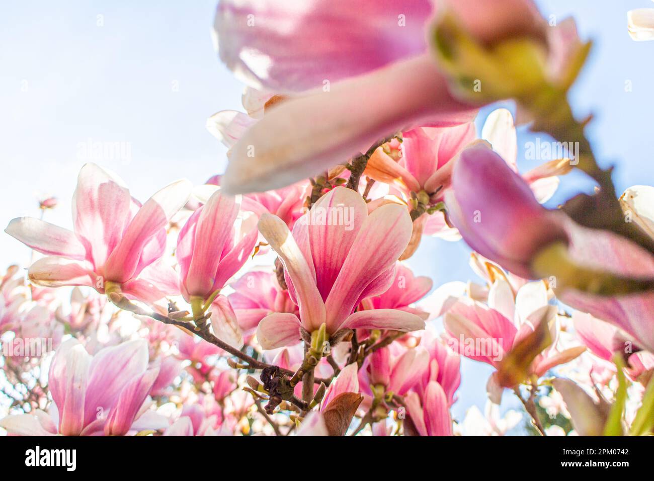 Plusieurs fleurs d'un magnolia (Magnolia × soulangeana, Tulpen-Magnolie) dans un jardin allemand au printemps Banque D'Images