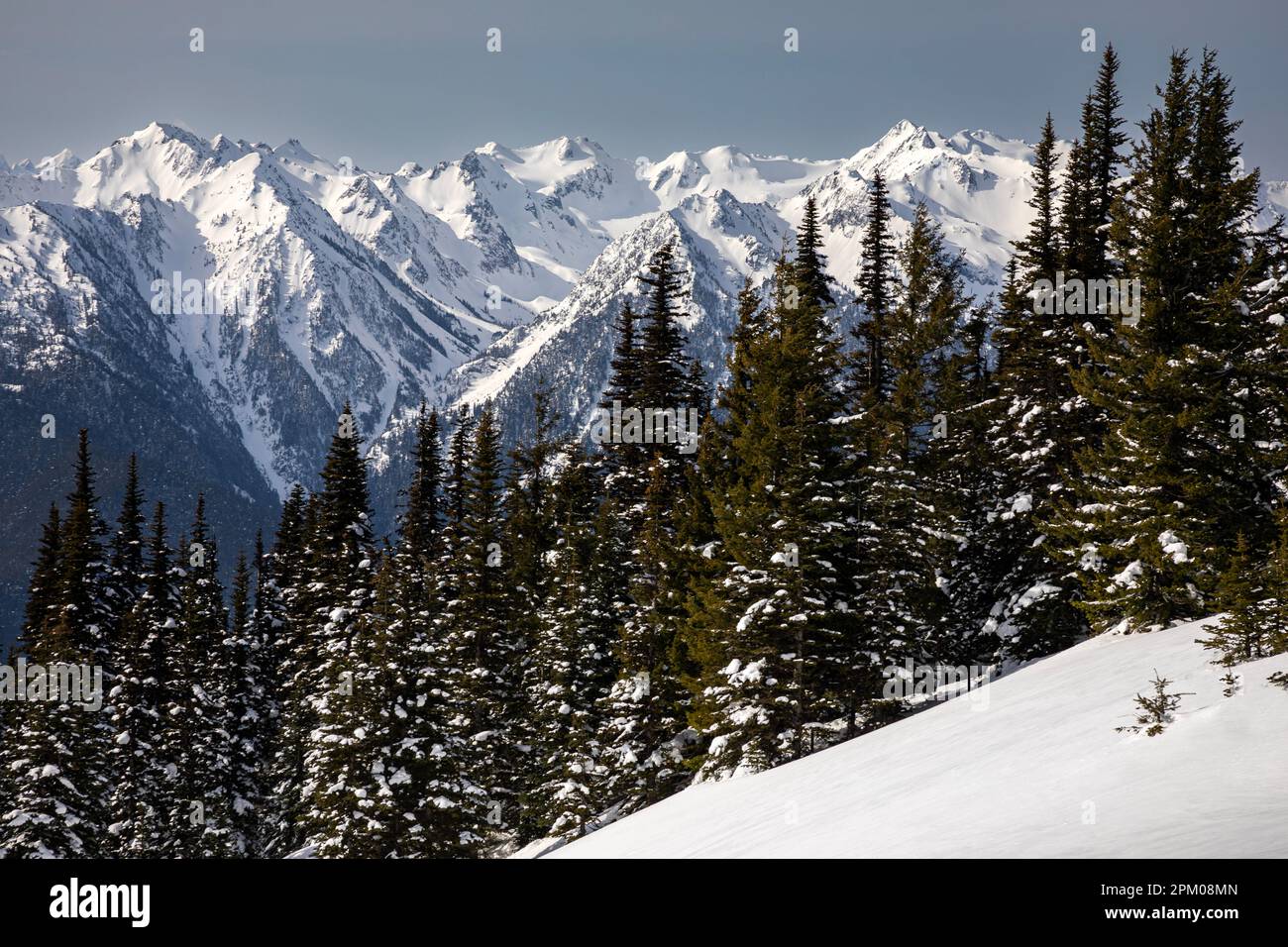 WA23294-00...WASHINGTON - vue d'hiver de la chaîne Olympus vue de Hurricane Ridge dans le parc national olympique. Banque D'Images