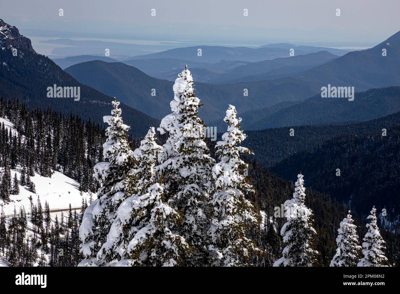 WA23296-00...WASHINGTON - arbres enneigés sur Hurricane Ridge et collines qui se terminent sur les rives du détroit de Juan de Fuca - Pa nationale olympique Banque D'Images