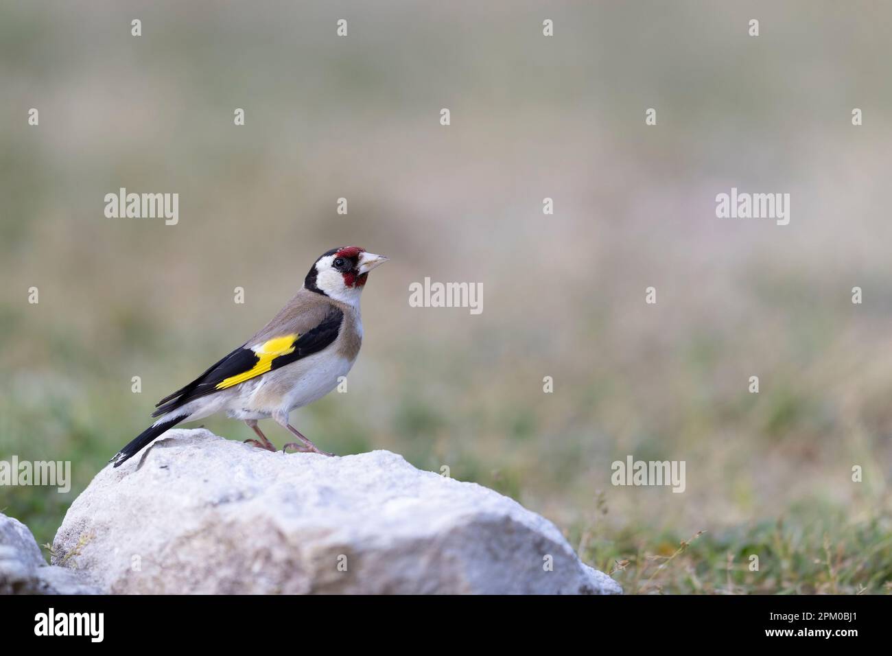 Le goldfinch européen ou le goldfinch (Carduelis carduelis). Banque D'Images