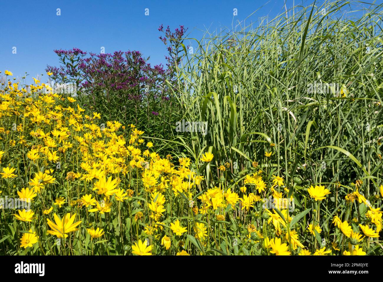 Américain, autochtone, Prairie, plantes, Rudbeckia, Panicum, Vernonia, frontière, jardin, paysage Banque D'Images