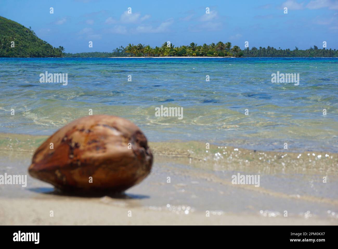Une noix de coco sur la mer et un îlot tropical dans le lagon de l'île de Huahine, Polynésie française, océan Pacifique Sud Banque D'Images