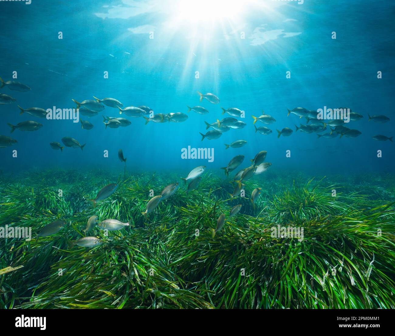 Herbiers marins aux poissons et à la lumière du soleil sous l'eau de la mer Méditerranée (Posidonia oceanica seagrass et Sarpa salpa Fish), côte d'azur, France Banque D'Images