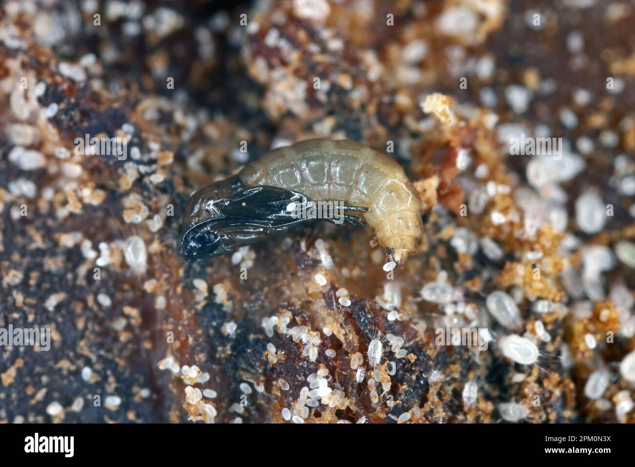 Le champignon à ailes foncées gnat pupa (Sciaridae) et les acariens (divers stades de développement, y compris de nombreux oeufs) dans le sol en pot. Banque D'Images