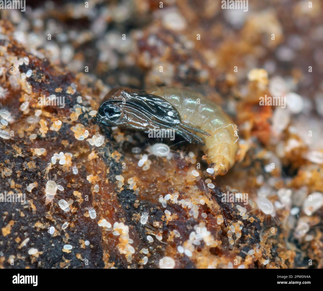 Le champignon à ailes foncées gnat pupa (Sciaridae) et les acariens (divers stades de développement, y compris de nombreux oeufs) dans le sol en pot. Banque D'Images