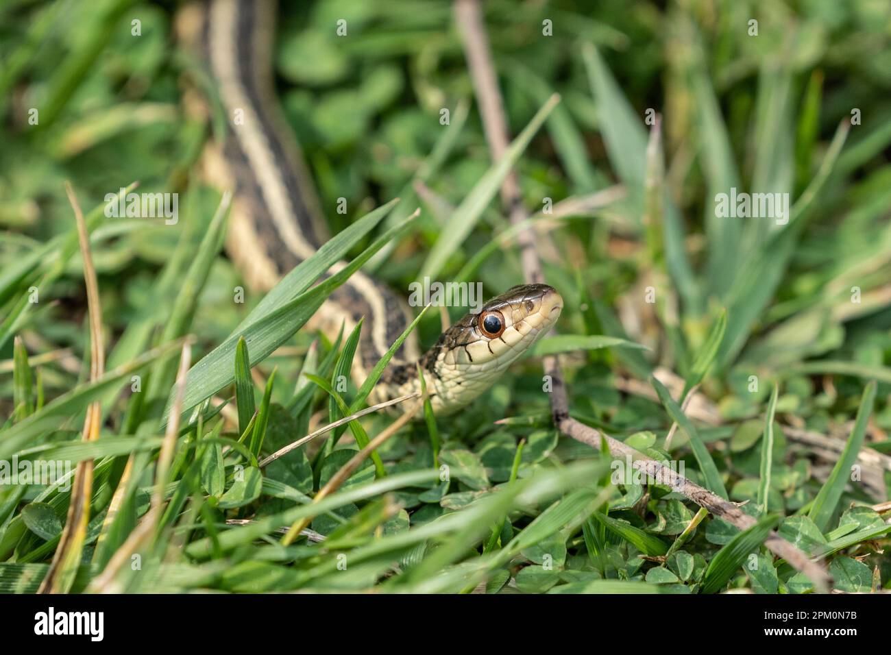 Le serpent garter glisse à travers l'herbe en photo horizontale avec espace de copie Banque D'Images