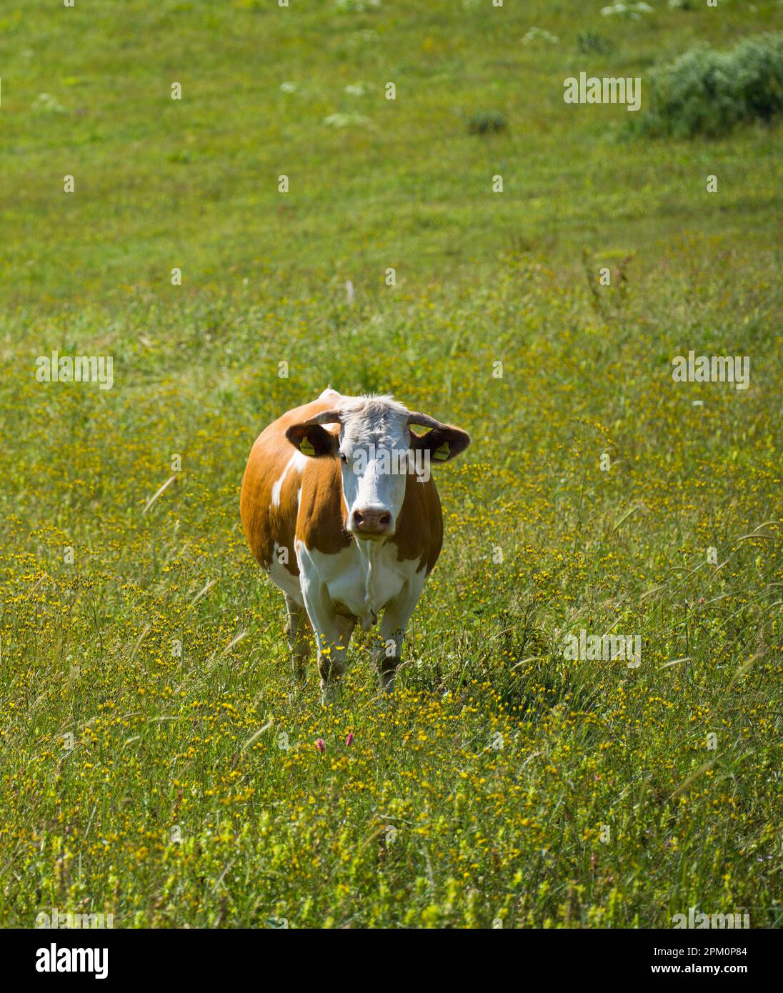 La grosse vache sur l'herbe. Vache Simmental qui broutage dans le champ de fleurs Banque D'Images