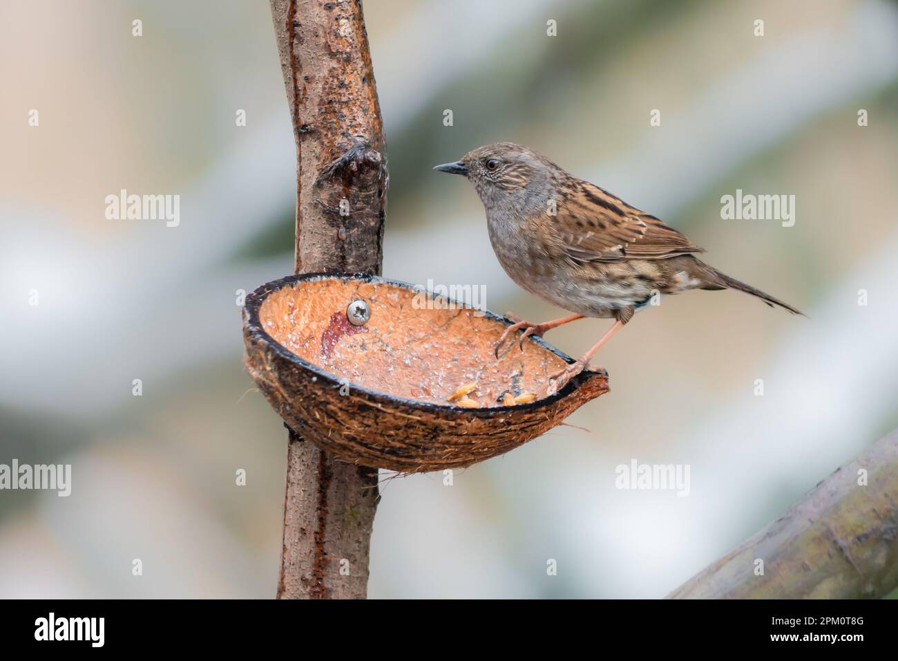 Dunnock perché sur un mangeoire à noix de coco vide sur l'arbre Banque D'Images