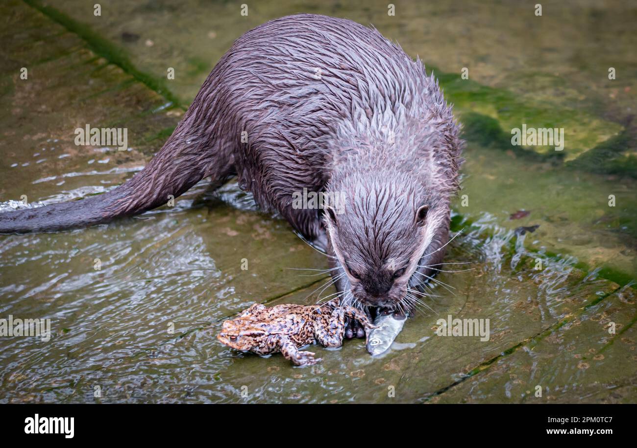 Otter attaquant le poisson et le crapaud dans l'eau Banque D'Images