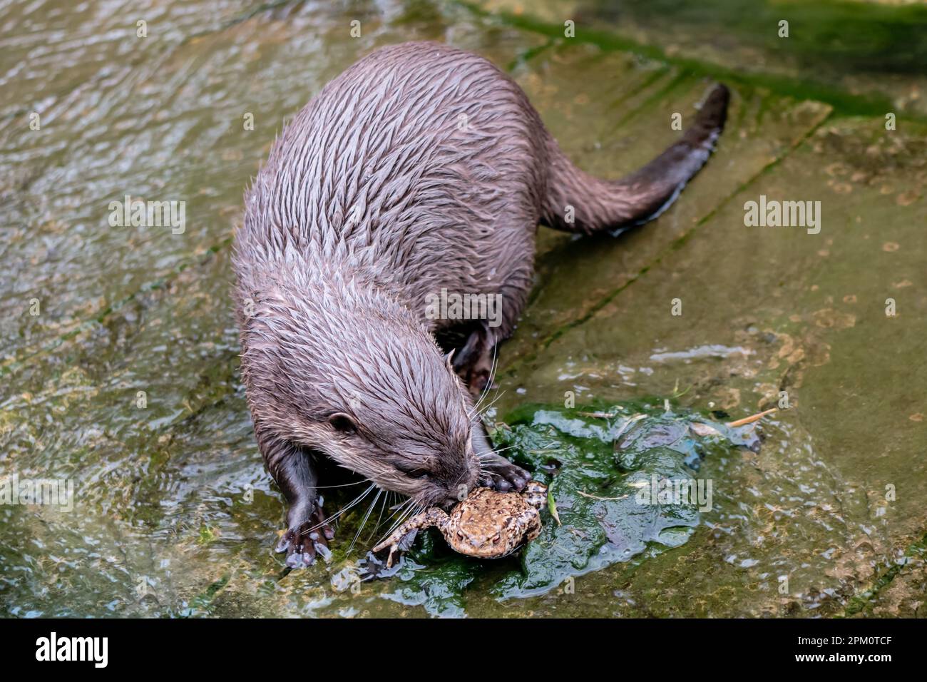 Otter jouant avec le crapaud dans l'eau Banque D'Images
