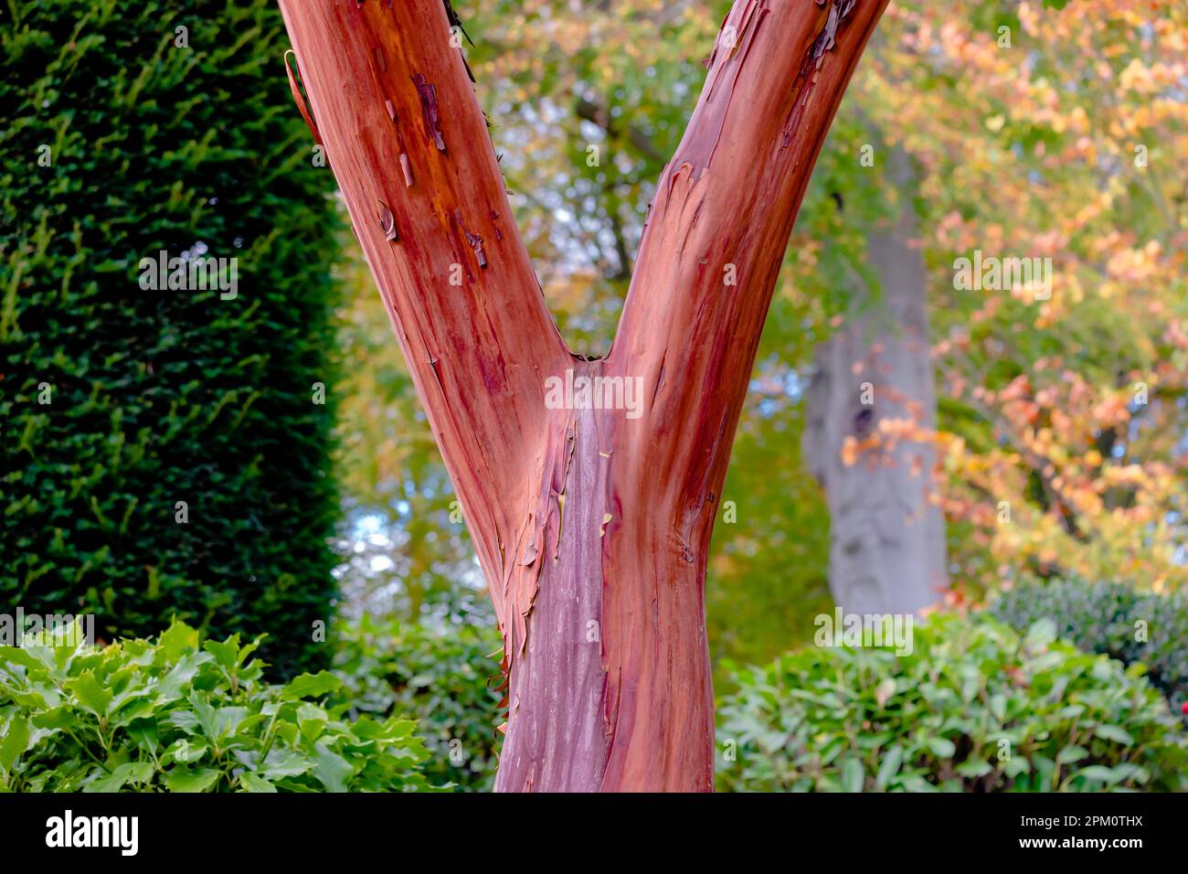 Beau tronc de l'arbutus arbre de fraise - couleur rose rouge avec des couches d'écorce lisse mais peeling Banque D'Images