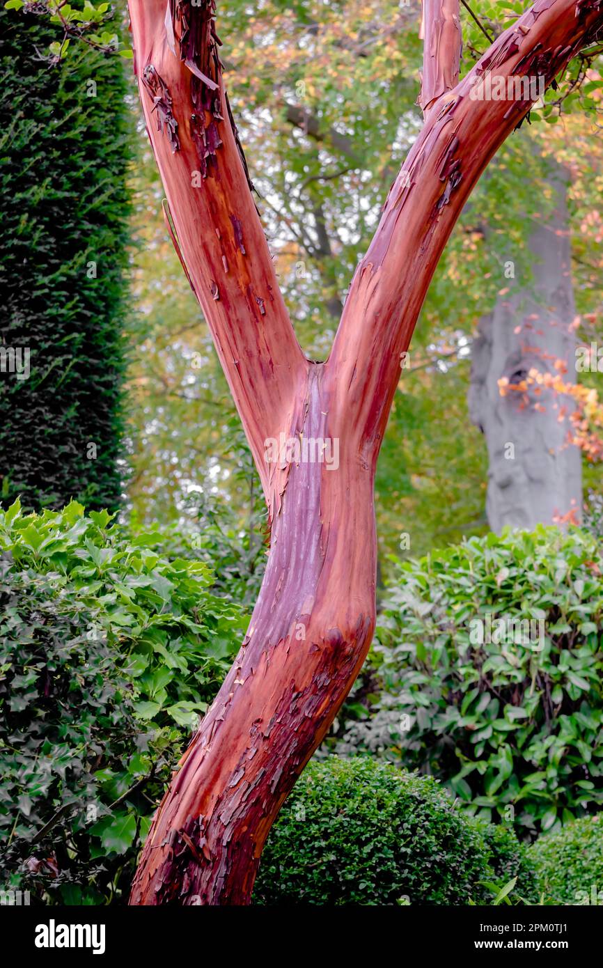 Beau tronc de l'arbutus arbre de fraise - couleur rose rouge avec des couches d'écorce lisse mais peeling Banque D'Images