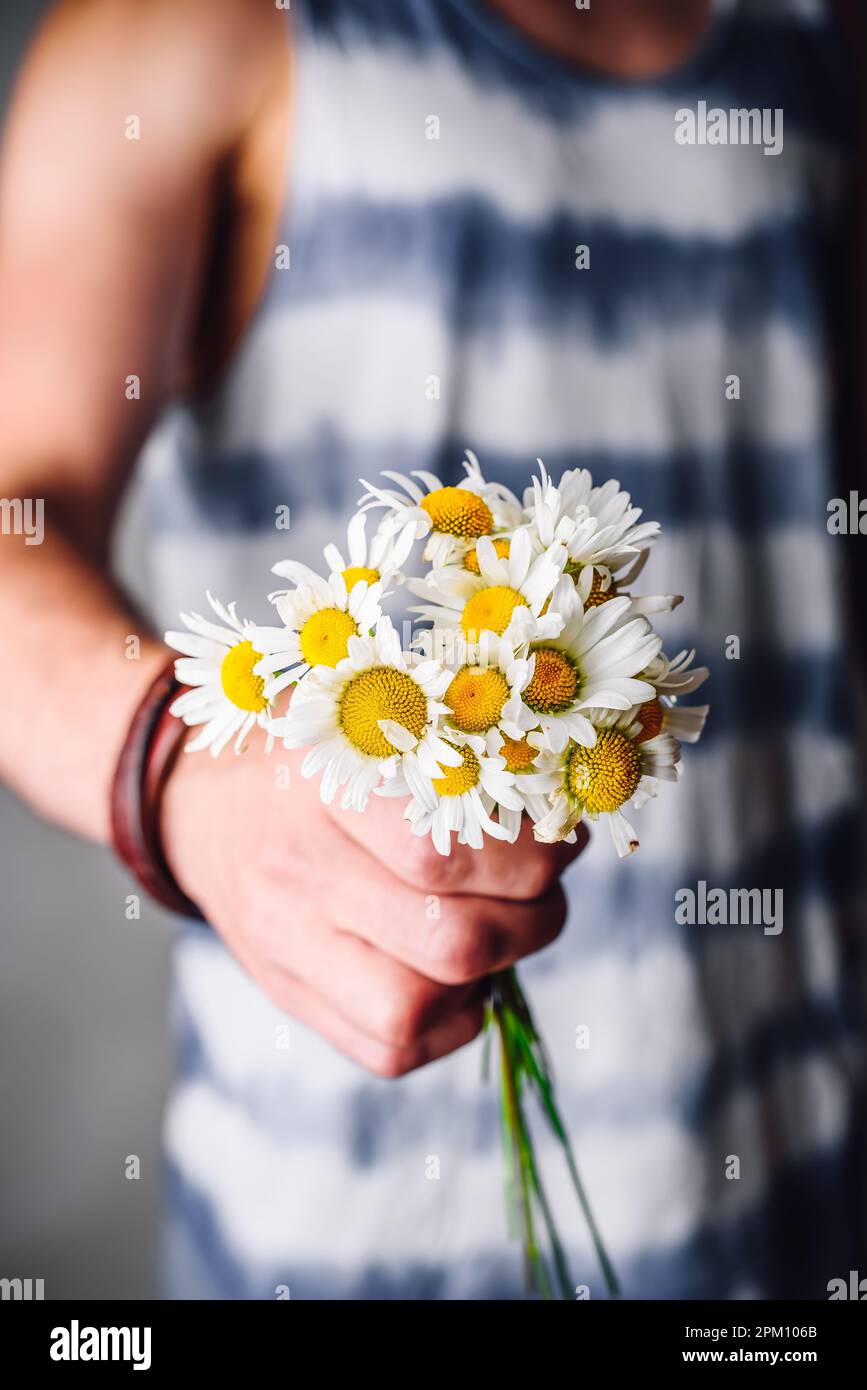 Bouquet de fleurs camomille fraîchement cueillies dans les mains de mâles Banque D'Images