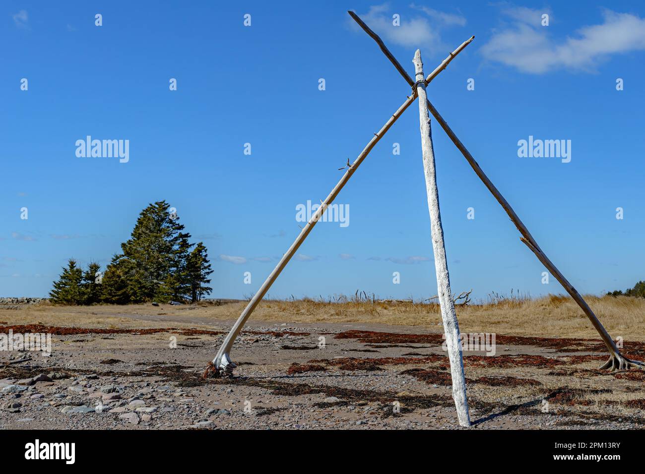 Arbre derrière, ciel bleu au-dessus.Une pyramide faite de trois branches altérées sur une plage. Il a probablement été utilisé pour suspendre quelque chose ci-dessous. Banque D'Images