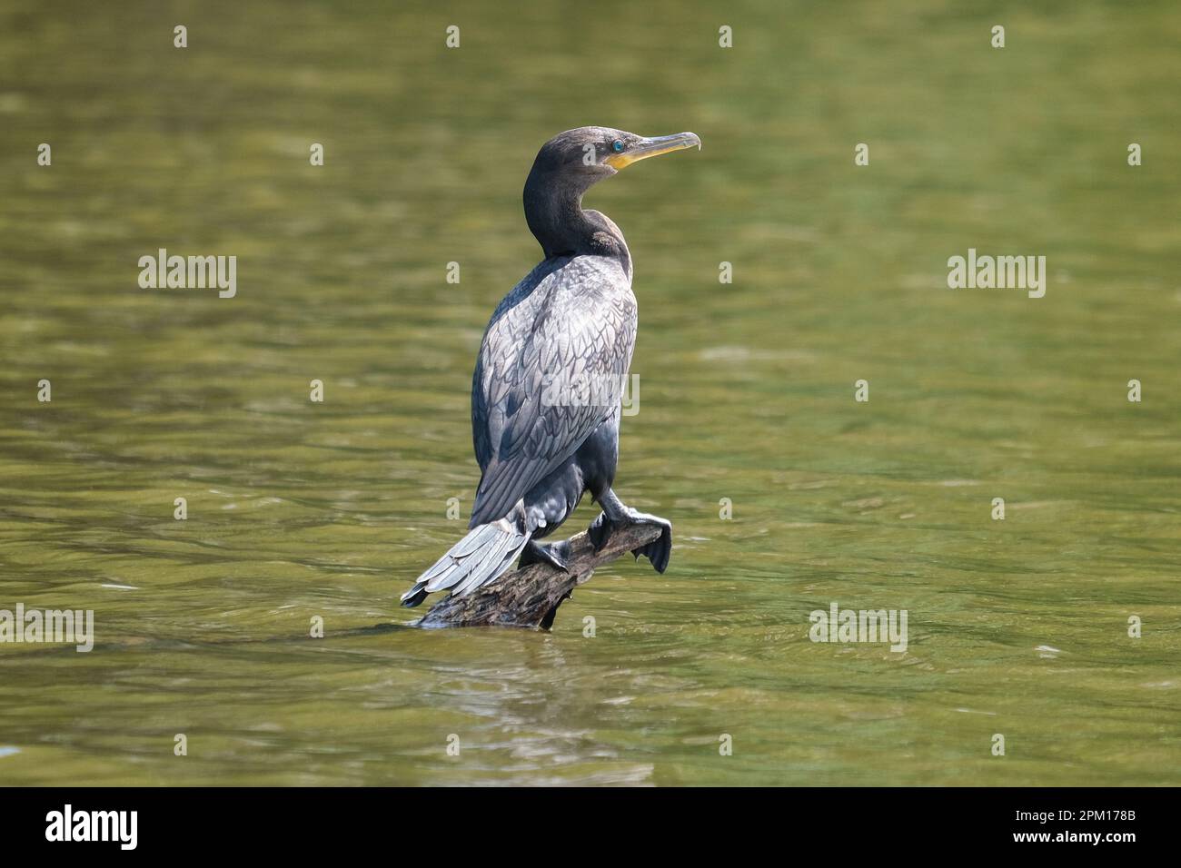 Gros plan d'oiseau cormorant phalacrocoracidae avec des yeux bleu verdâtre debout sur le tronc d'arbre sur l'eau du lac Sandoval. Papier peint oiseau d'eau vert. Banque D'Images