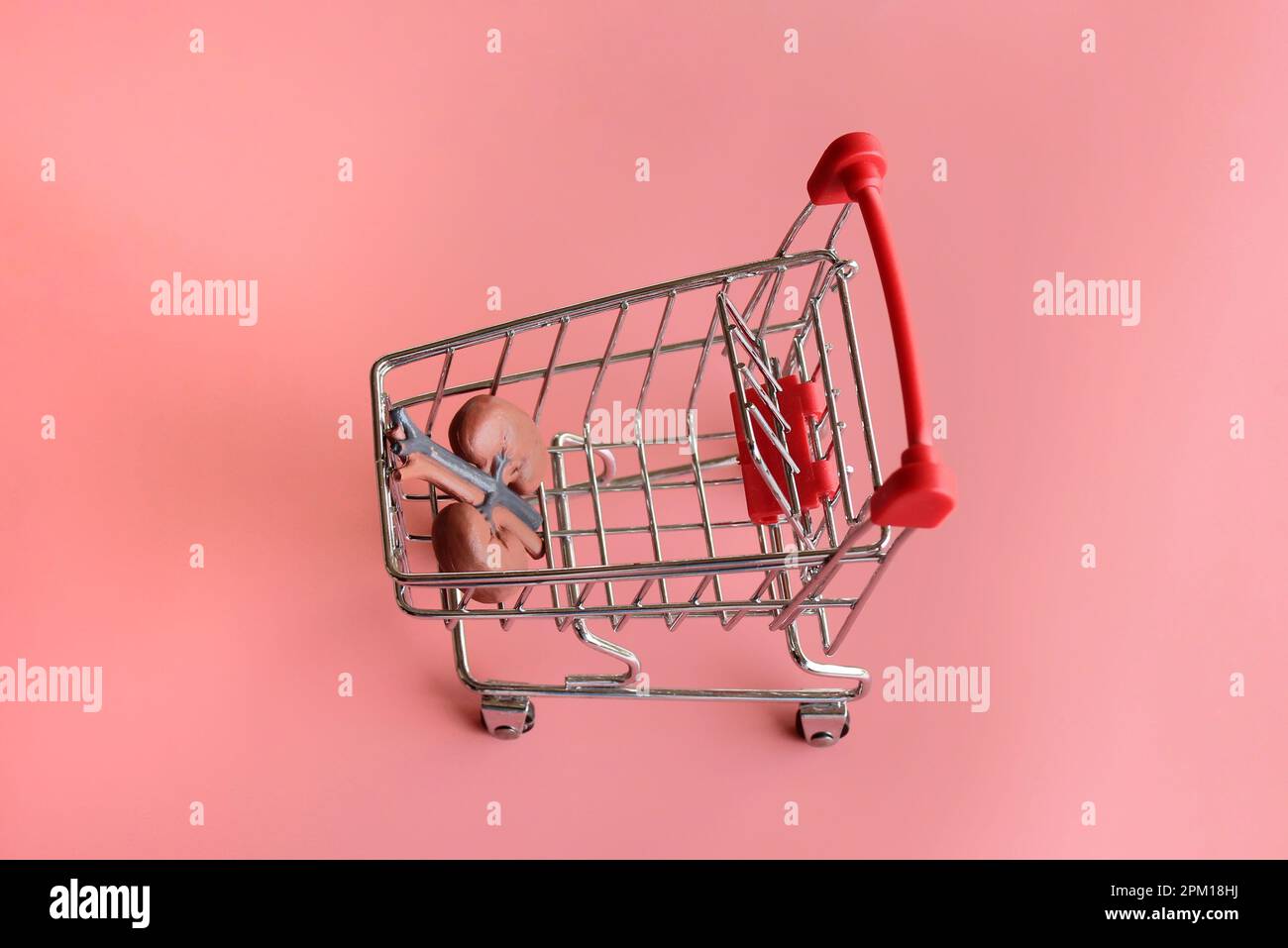 Image de mise au point sélective du modèle de rein humain à l'intérieur du chariot à provisions. Symbole de transplantation d'organe. le marché illégal des organes, recevant l'organe donneur, Banque D'Images