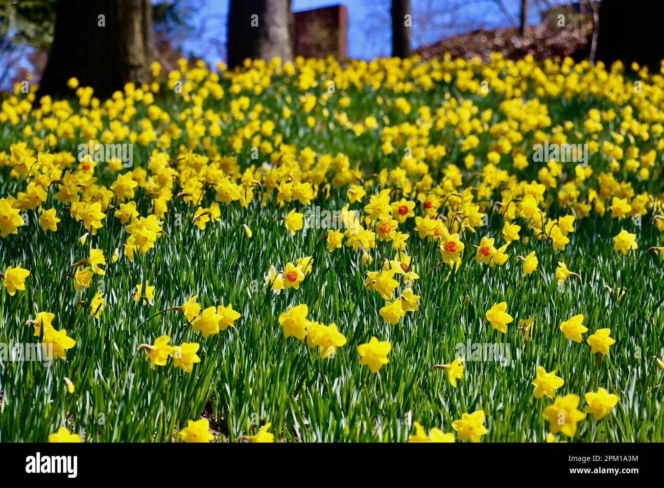 Colline de Daffodil au cimetière Lake View à Cleveland, Ohio, plein de jonquilles sur 10 avril 2023 Banque D'Images