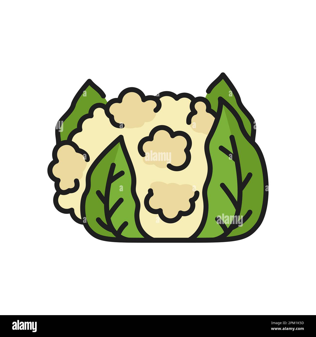 Chou-fleur veggie aliment cru couleur mince icône. Chou-fleur blanc vectoriel, nourriture végétarienne, légumes sains. Brassica oleracea tête avec le Illustration de Vecteur