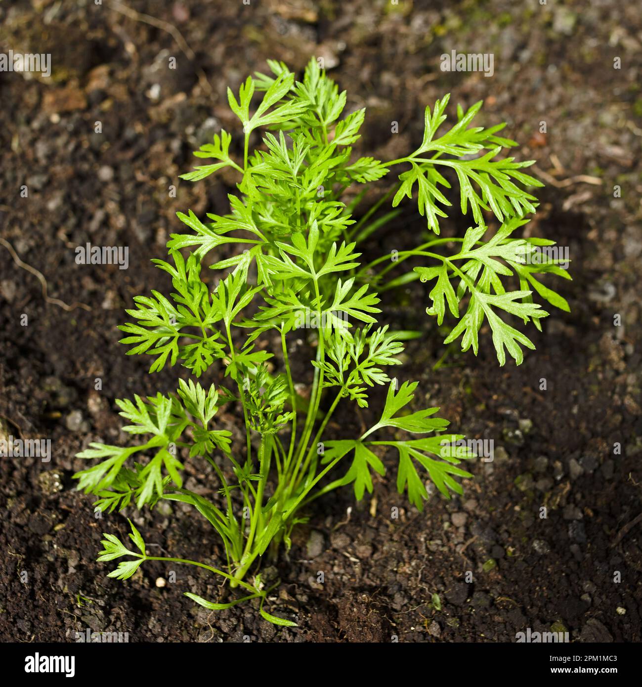 Feuilles d'une jeune plante de carotte en sol noir (Focus slectif Photo  Stock - Alamy