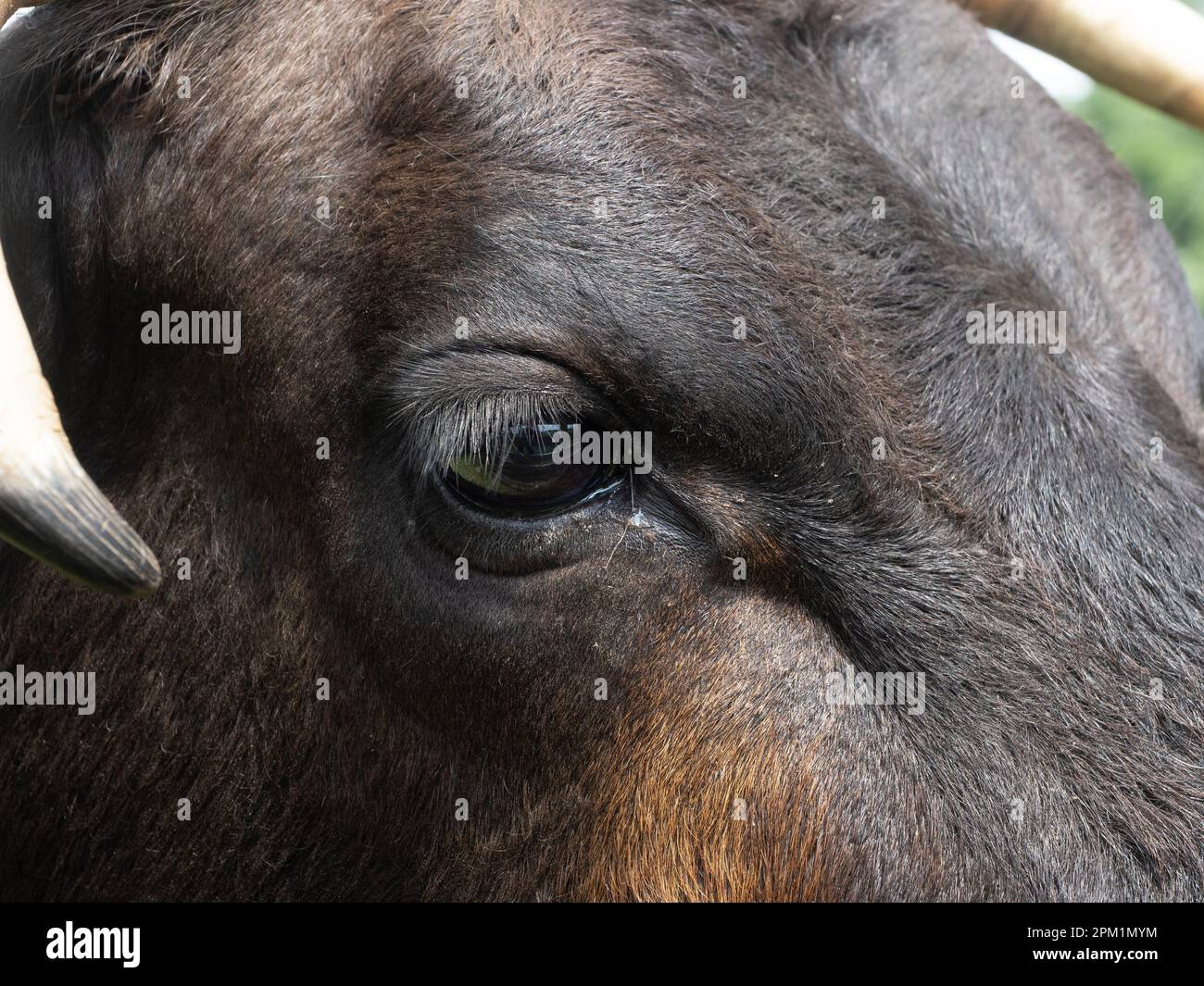 Gros plan extrême de l'œil et de la pointe de la corne d'une vache texas longhorn marron foncé. Banque D'Images